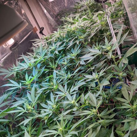 Maceta 2 (2y2, SFLK, BH, S DESTRO, Chemp) growlog timeline photo