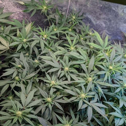Maceta 2 (2y2, SFLK, BH, S DESTRO, Chemp) growlog timeline photo