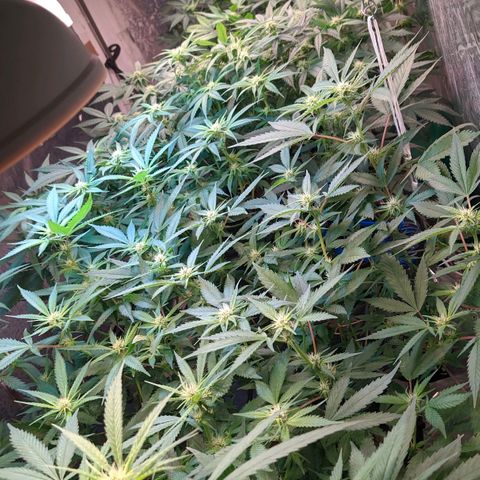Maceta 2 (2y2, SFLK, BH, S DESTRO, Chemp) growlog timeline photo