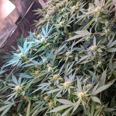 Maceta 2 (2y2, SFLK, BH, S DESTRO, Chemp) growlog timeline photo