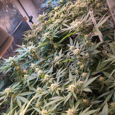 Maceta 2 (2y2, SFLK, BH, S DESTRO, Chemp) growlog timeline photo