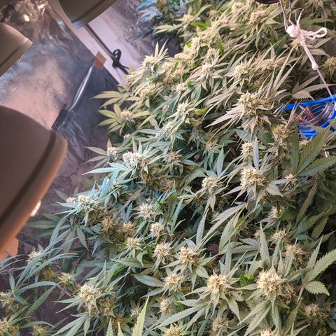 Maceta 2 (2y2, SFLK, BH, S DESTRO, Chemp) growlog timeline photo