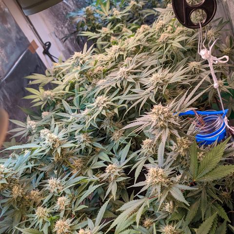 Maceta 2 (2y2, SFLK, BH, S DESTRO, Chemp) growlog timeline photo