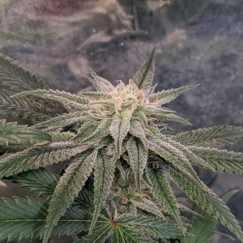 Maceta 2 (2y2, SFLK, BH, S DESTRO, Chemp) growlog timeline photo