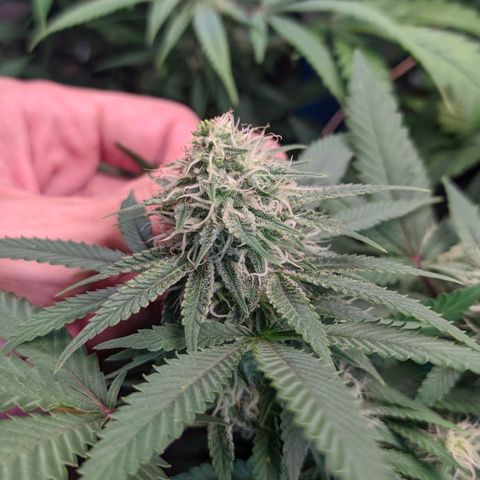 Maceta 2 (2y2, SFLK, BH, S DESTRO, Chemp) growlog timeline photo