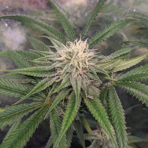 Maceta 2 (2y2, SFLK, BH, S DESTRO, Chemp) growlog timeline photo