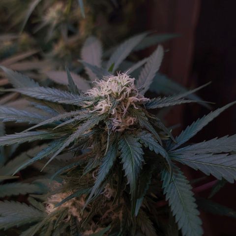 Maceta 2 (2y2, SFLK, BH, S DESTRO, Chemp) growlog timeline photo
