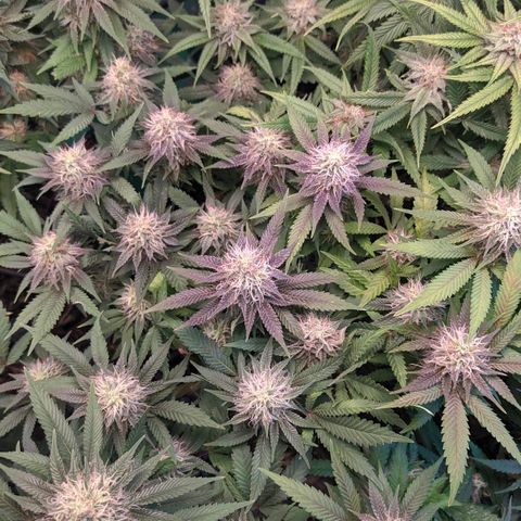 Maceta 2 (2y2, SFLK, BH, S DESTRO, Chemp) growlog timeline photo