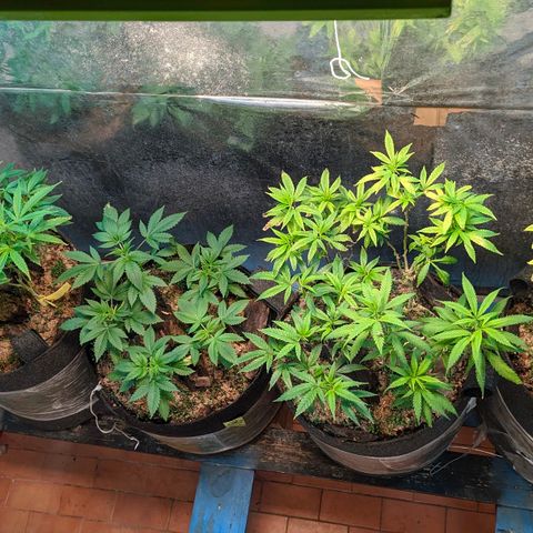 Maceta 2 (2y2, SFLK, BH, S DESTRO, Chemp) growlog timeline photo
