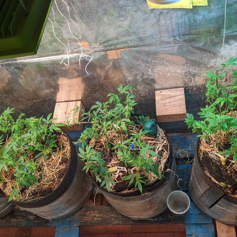 MMxR (1), MMxT (1), SD CBD (1), Chempie (1) growlog timeline photo