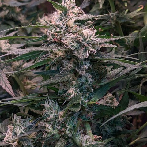 MMxR (1), MMxT (1), SD CBD (1), Chempie (1) growlog timeline photo
