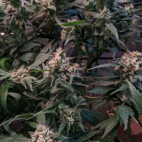 MMxR (1), MMxT (1), SD CBD (1), Chempie (1) growlog timeline photo