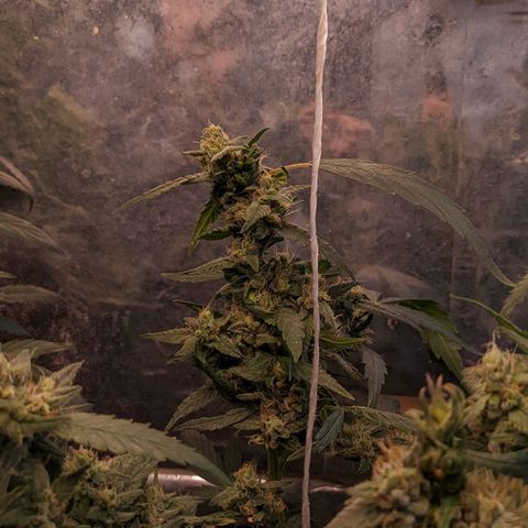 MMxR (1), MMxT (1), SD CBD (1), Chempie (1) growlog timeline photo