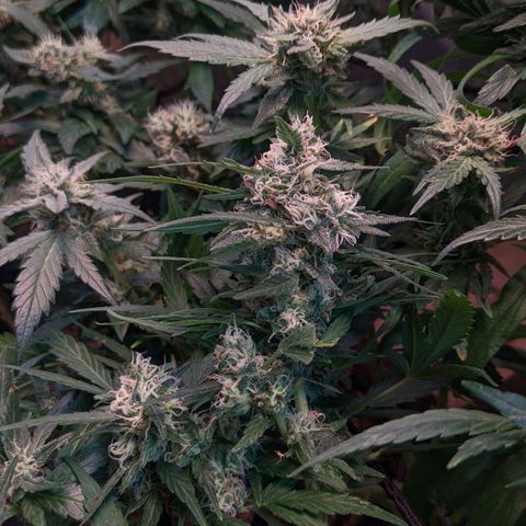 MMxR (1), MMxT (1), SD CBD (1), Chempie (1) growlog timeline photo