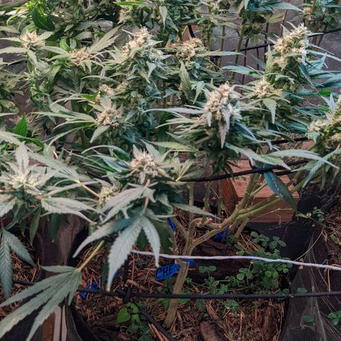 MMxR (1), MMxT (1), SD CBD (1), Chempie (1) growlog timeline photo