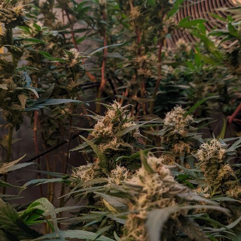 MMxR (1), MMxT (1), SD CBD (1), Chempie (1) growlog timeline photo
