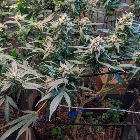 MMxR (1), MMxT (1), SD CBD (1), Chempie (1) growlog timeline photo