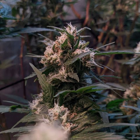 MMxR (1), MMxT (1), SD CBD (1), Chempie (1) growlog timeline photo