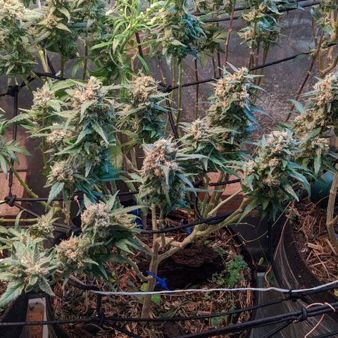 MMxR (1), MMxT (1), SD CBD (1), Chempie (1) growlog timeline photo