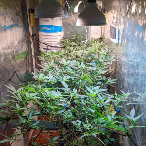 MMxR (1), MMxT (1), SD CBD (1), Chempie (1) growlog timeline photo