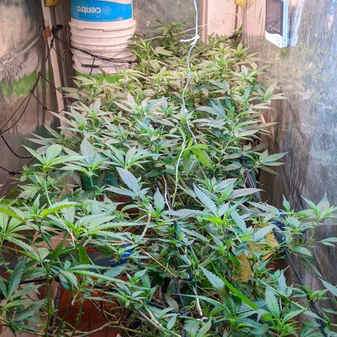MMxR (1), MMxT (1), SD CBD (1), Chempie (1) growlog timeline photo