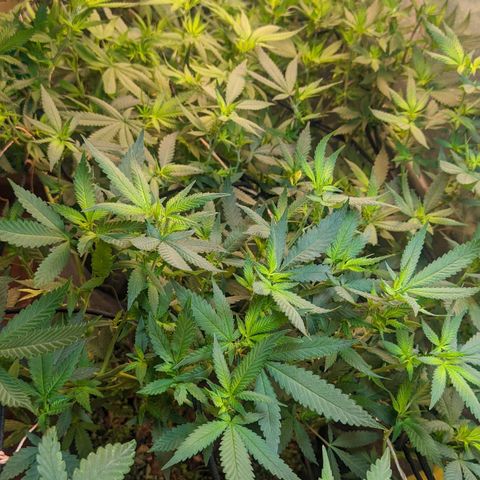 MMxR (1), MMxT (1), SD CBD (1), Chempie (1) growlog photo: Se observan hojas curvadas hacia arriba luego del cambio de fotiperiodo. Las plantas estuvieron las horas de mayor calor con la cortina cerrada, esto pudo ser el causante.