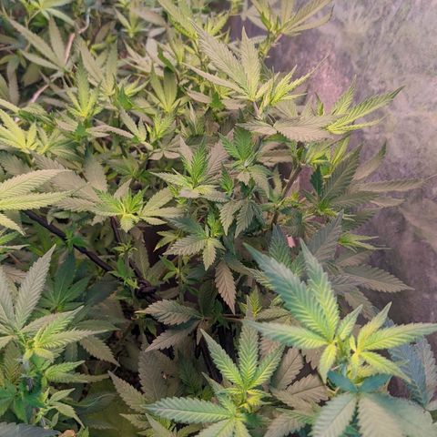 MMxR (1), MMxT (1), SD CBD (1), Chempie (1) growlog photo: Se observan hojas curvadas hacia arriba luego del cambio de fotiperiodo. Las plantas estuvieron las horas de mayor calor con la cortina cerrada, esto pudo ser el causante.
