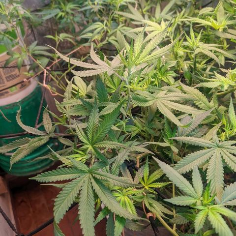 MMxR (1), MMxT (1), SD CBD (1), Chempie (1) growlog photo: Se observan hojas curvadas hacia arriba luego del cambio de fotiperiodo. Las plantas estuvieron las horas de mayor calor con la cortina cerrada, esto pudo ser el causante.
