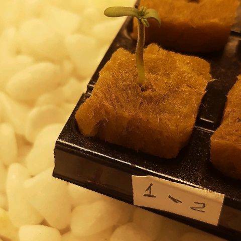 Critical +2 XXL Auto growlog timeline photo
