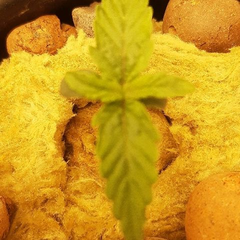 Critical Purple Auto growlog timeline photo