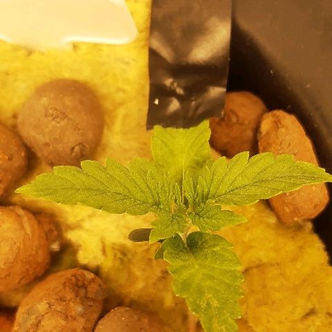 Critical +2 XXL Auto growlog timeline photo