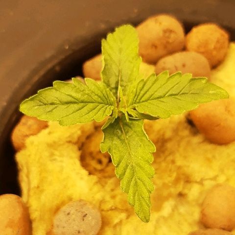 Critical Purple Auto growlog timeline photo