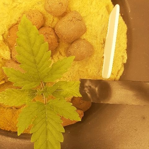 Critical +2 XXL Auto growlog timeline photo