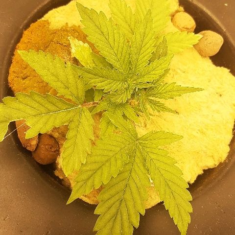 Critical +2 XXL Auto growlog timeline photo