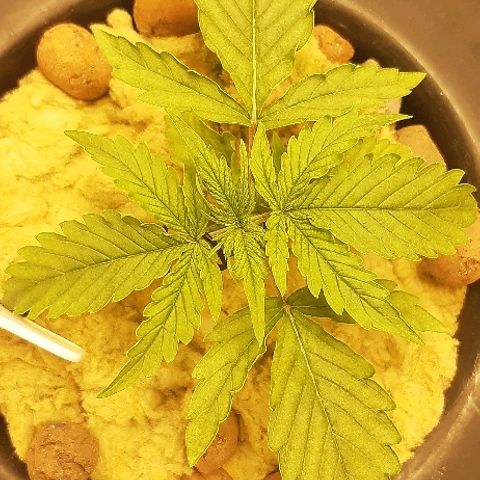 Critical Purple Auto growlog timeline photo
