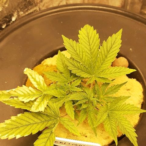Critical +2 XXL Auto growlog timeline photo