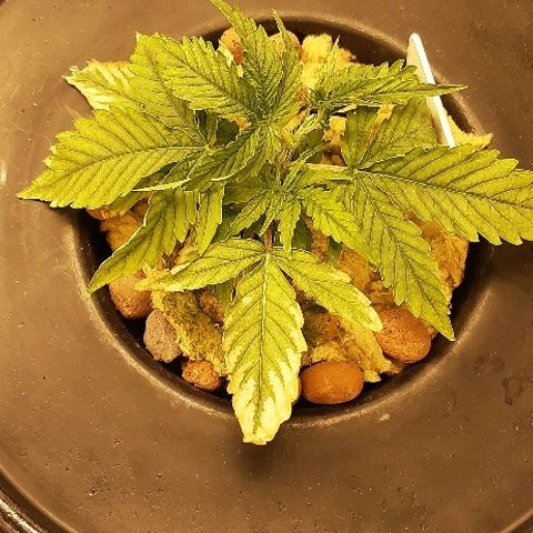 Critical Purple Auto growlog timeline photo