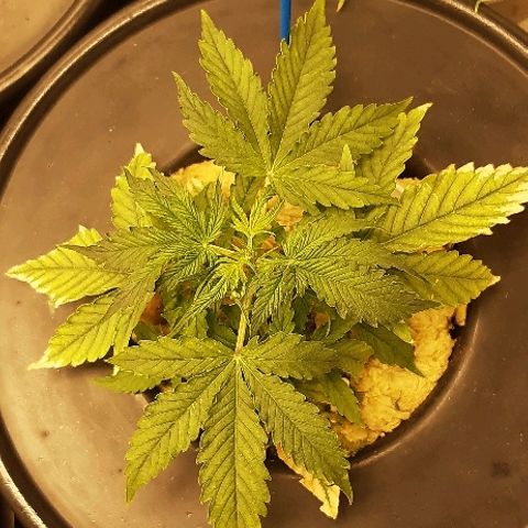 Critical Purple Auto growlog timeline photo