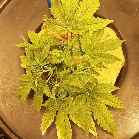 Critical +2 XXL Auto growlog timeline photo