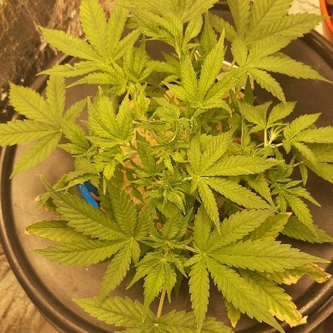 Critical +2 XXL Auto growlog timeline photo