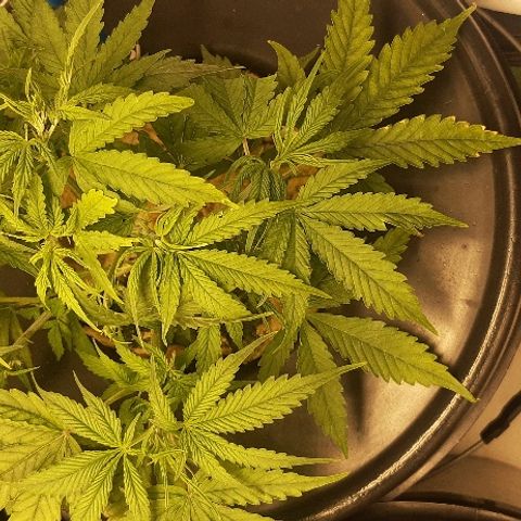 Critical Purple Auto growlog timeline photo