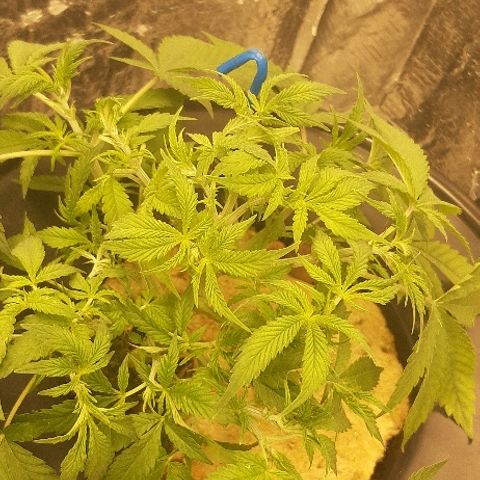 Critical +2 XXL Auto growlog timeline photo