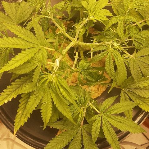 Critical Purple Auto growlog timeline photo