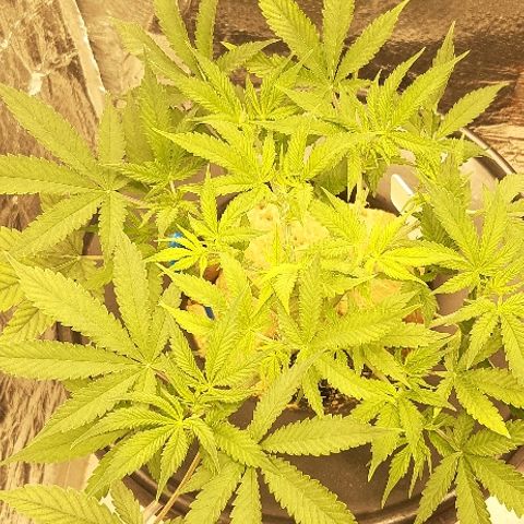 Critical +2 XXL Auto growlog timeline photo