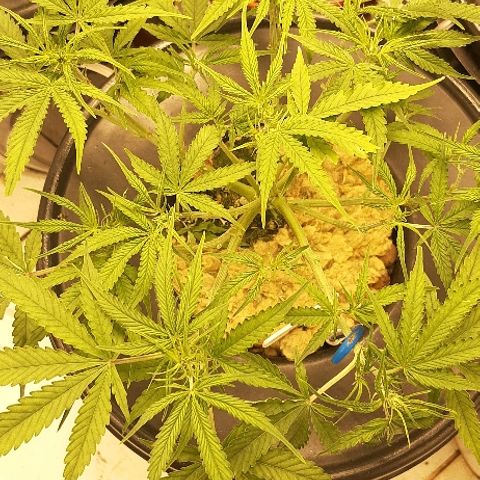 Critical Purple Auto growlog timeline photo