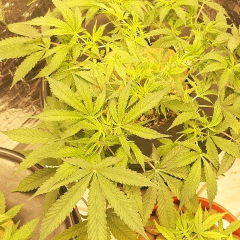 Critical +2 XXL Auto growlog timeline photo