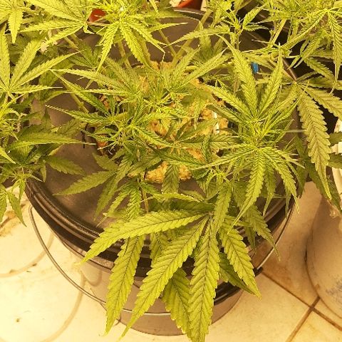 Critical Purple Auto growlog timeline photo