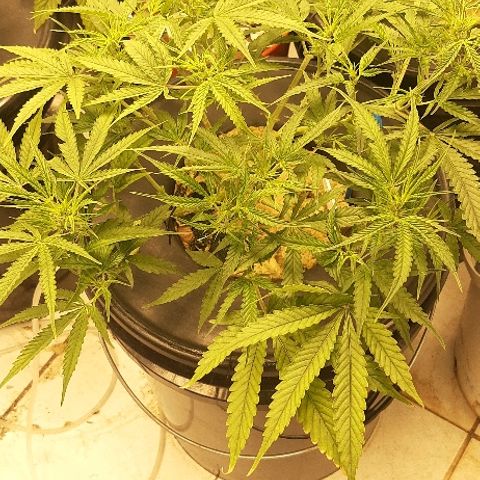 Critical +2 XXL Auto growlog timeline photo