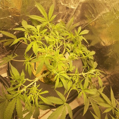 Critical +2 XXL Auto growlog timeline photo