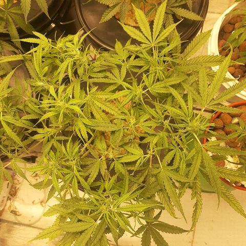 Critical Purple Auto growlog timeline photo